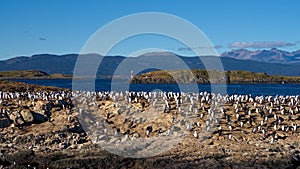 Birds and lighthouse in the Beagle Channel near Ushuaia