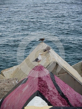 Birds at Llanes port Asturias Spain