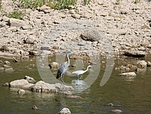 birds with long beaks and wading legs heron river fishing