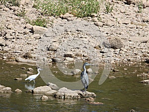 birds with long beaks and wading legs heron river fishing