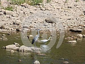 birds with long beaks and wading legs heron river fishing photo