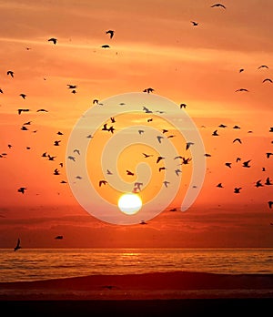 Birds Look sunset surf ocean travel landscape