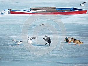 A Birds looking for Food on a Frozen Danube River.