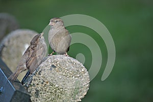 Birds in love