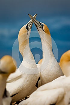 Gannet couple in love in birs colony by the ocean, New Zealand