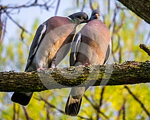 Pigeons pair kissing on tree branch in spring