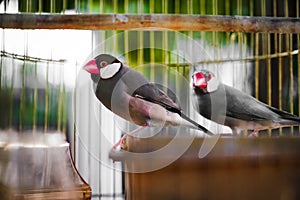 Birds lovebirds in a golden cage. parrots