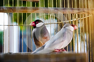 Birds lovebirds in a golden cage. parrots