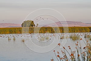 Birds at Lower Klamath Lake