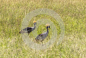 Birds in Maasai Mara, Kenya