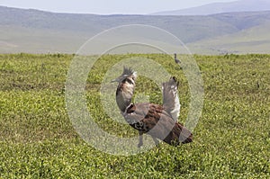 Birds in Maasai Mara, Kenya