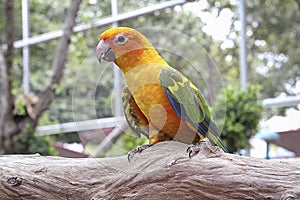 Birds Macaw