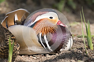 Birds: Mandarin Water Birds Beautiful and colorful Water Birds photo