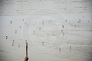 Birds in Mangrove forest or Intertidal forest