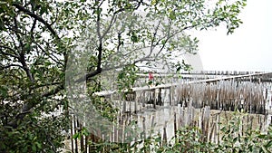 Birds in Mangrove forest or Intertidal forest