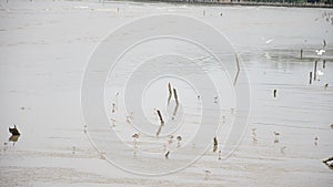 Birds in Mangrove forest or Intertidal forest