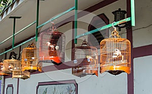 Birds market