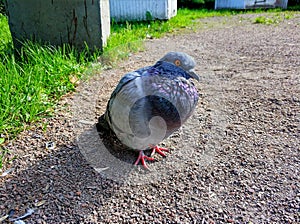 Birds of megacities