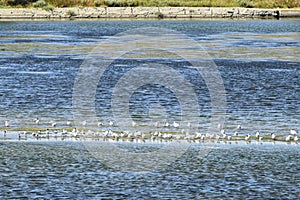 Birds in the middle of the lake