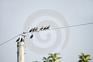 Birds migrating photo