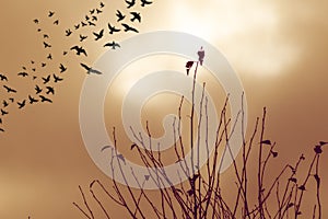 Birds flying over a tree