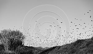 Birds migrating sky