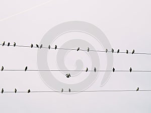 Birds migrating sky