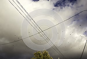 Birds migrating sky