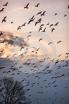 Birds Migrating In The Spring on Sauvie Island, Portland Oregon photo