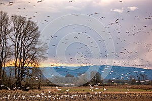Birds Migrating In The Spring on Sauvie Island, Portland Oregon