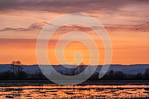 Birds Migrating In The Spring on Sauvie Island, Portland Oregon