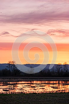 Birds Migrating In The Spring on Sauvie Island, Portland Oregon