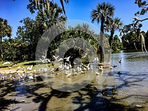 Birds migrating to pond in Louisiana park