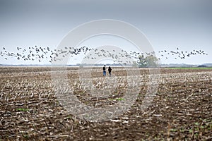 Birds migration