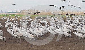 Birds migration photo