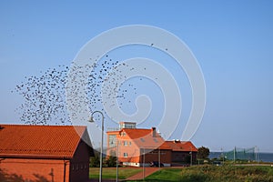 Birds migration in Vente