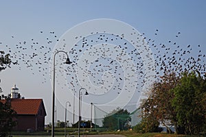 Birds migration in Vente