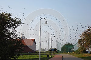 Birds migration in Vente