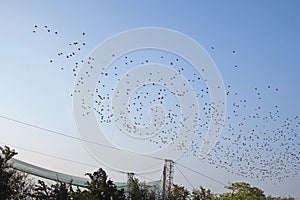 Birds migration in Vente