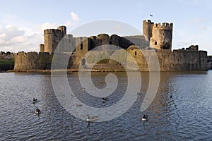 Birds in the Moat photo