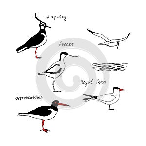 Birds with names. Vector drawing line silhouette image set.