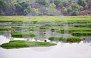 Birds in Nature Reserve in Goa