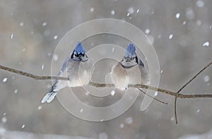 Birds in nature during winter