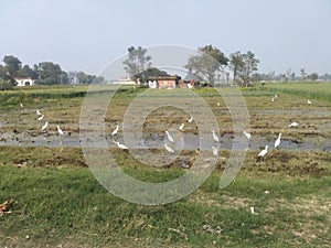 Birds naturebird waterbirds eco-friendly ecosystem