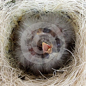 Birds Nest