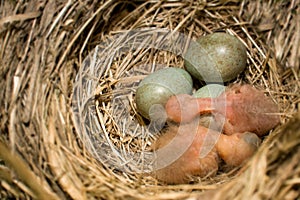 Observación de aves nido 