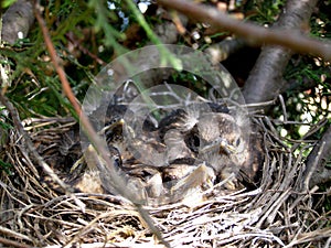 Birds in nest