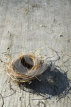 Birds Nest