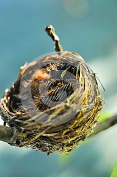 Birds nest