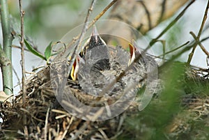 Birds in Nest